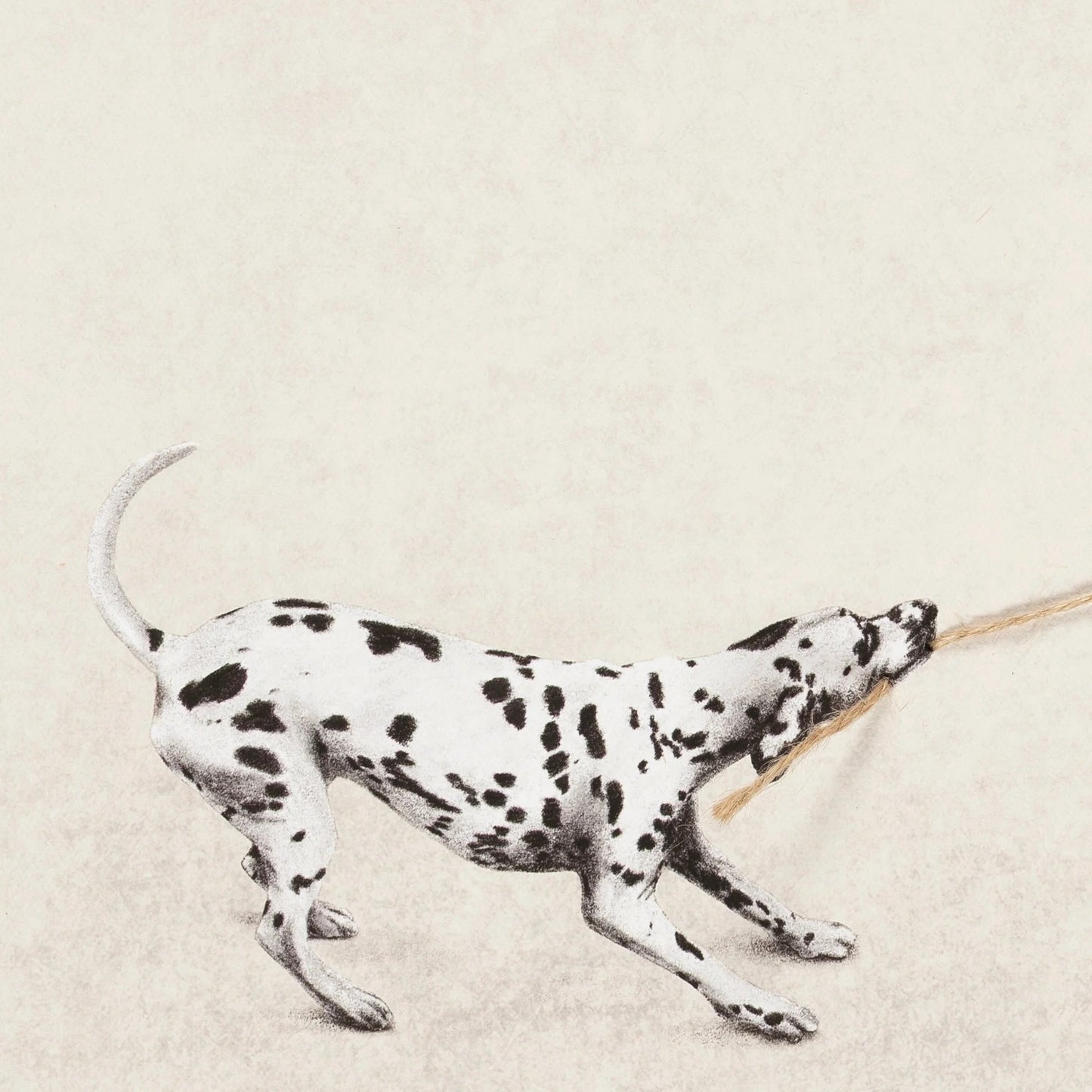 Tiny Tugger dog -2025