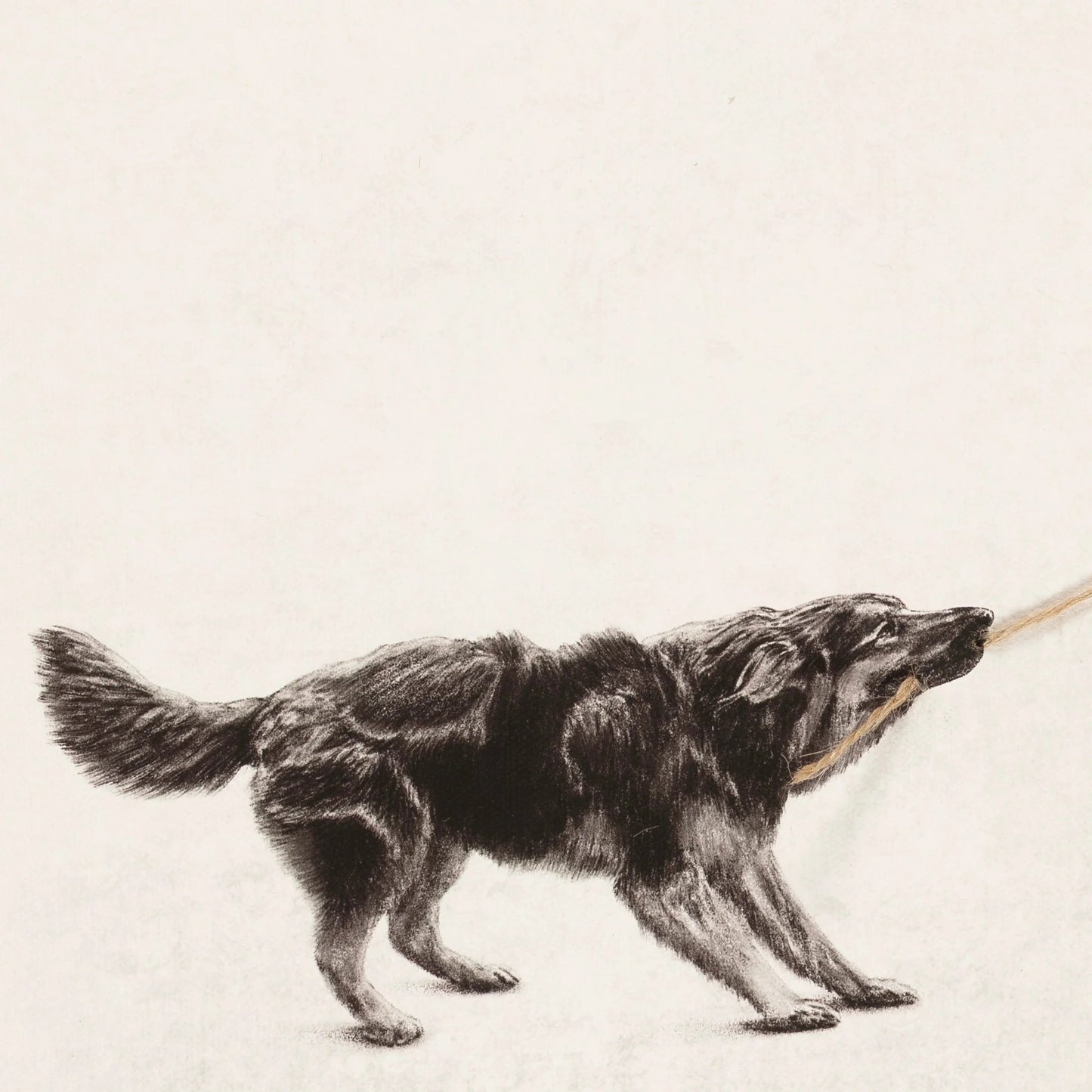 Tiny Tugger dog -2025