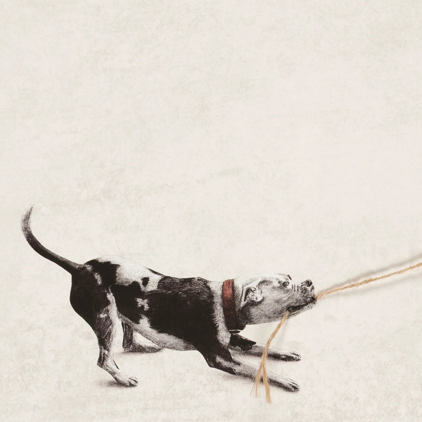 Tiny Tugger dog -2025