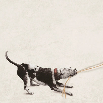 Tiny Tugger dog -2025